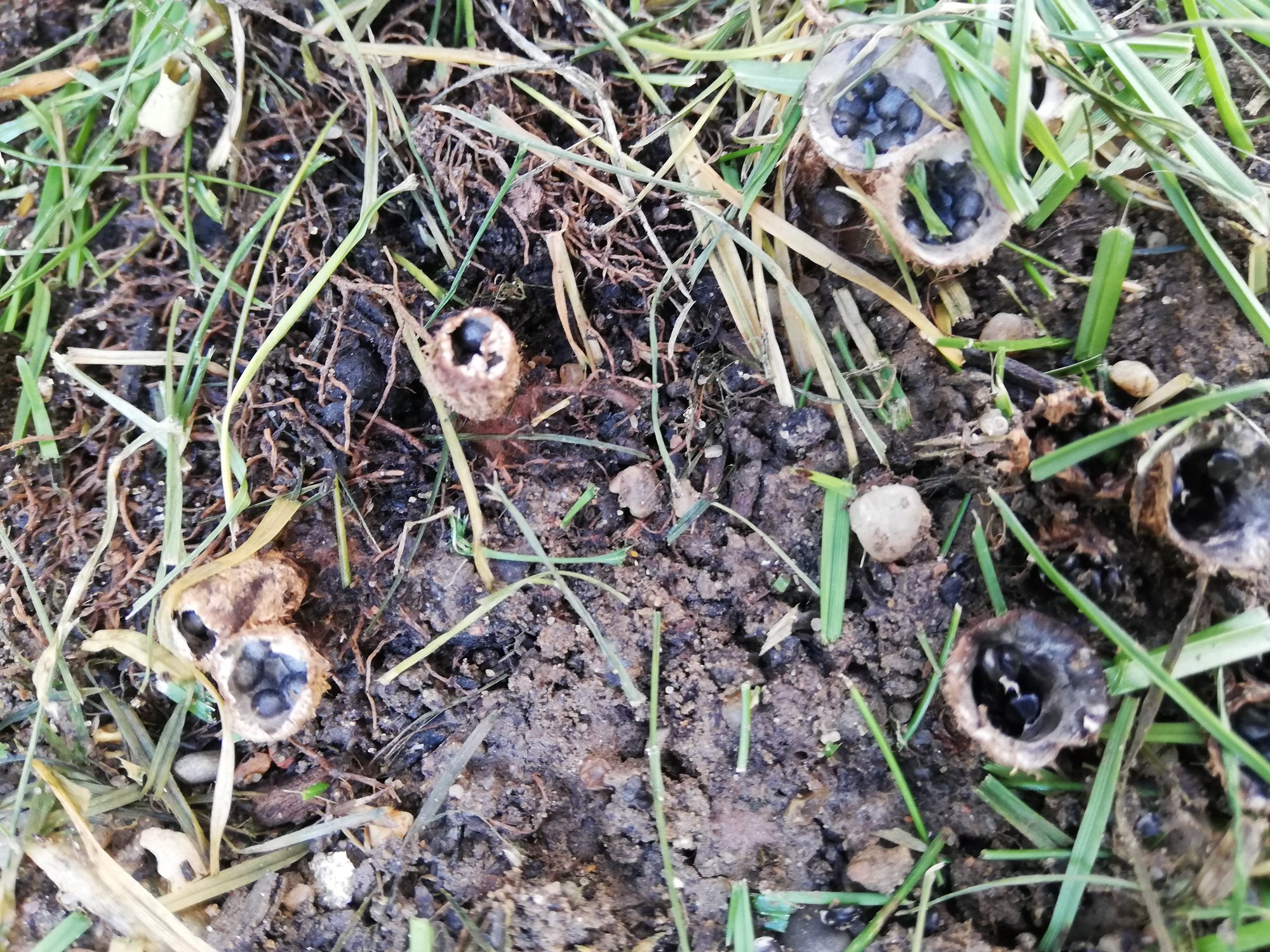 Kokon mit schwarzen Kügelchen was ist das?!