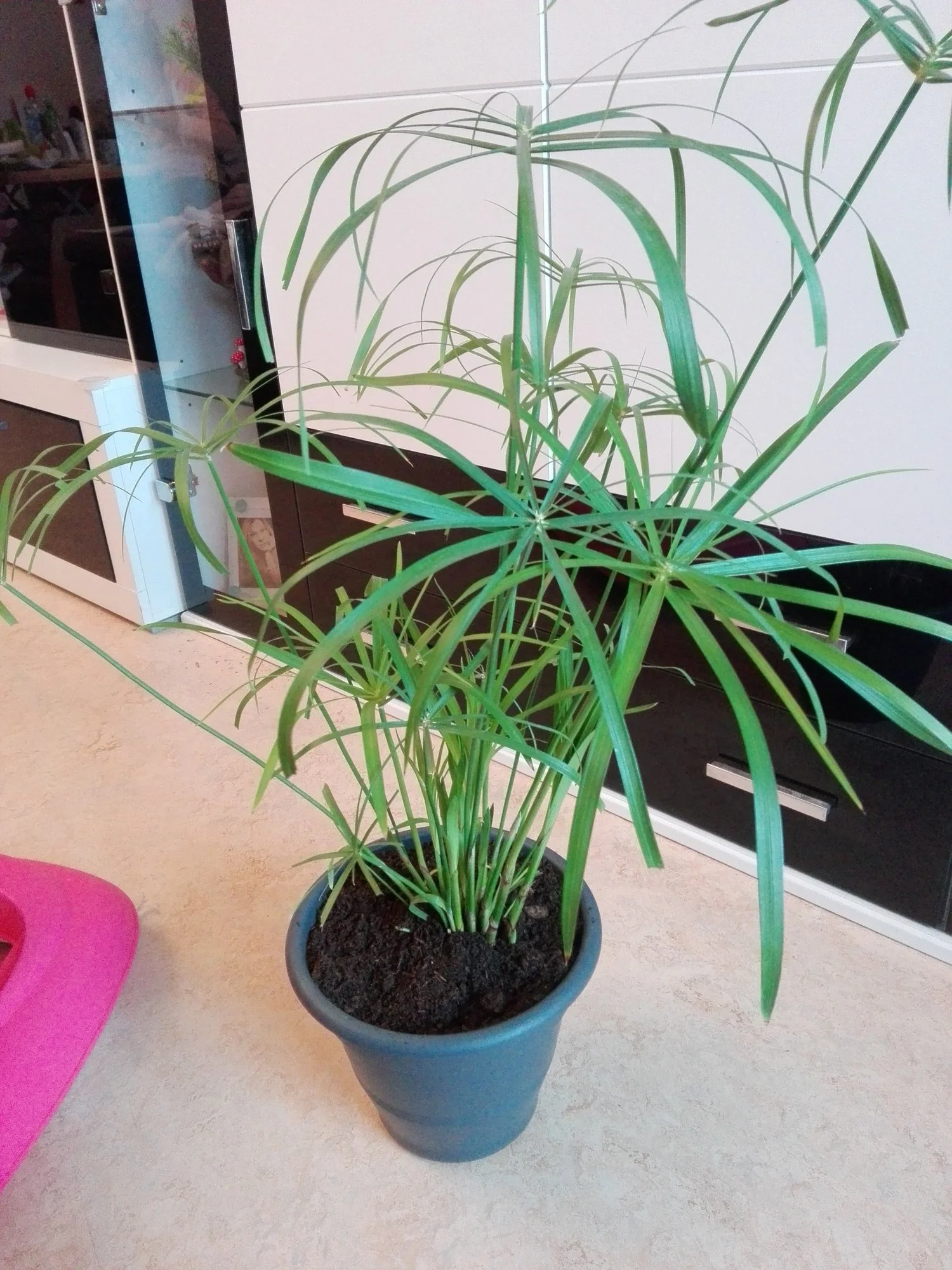 Ist das eine Palme?