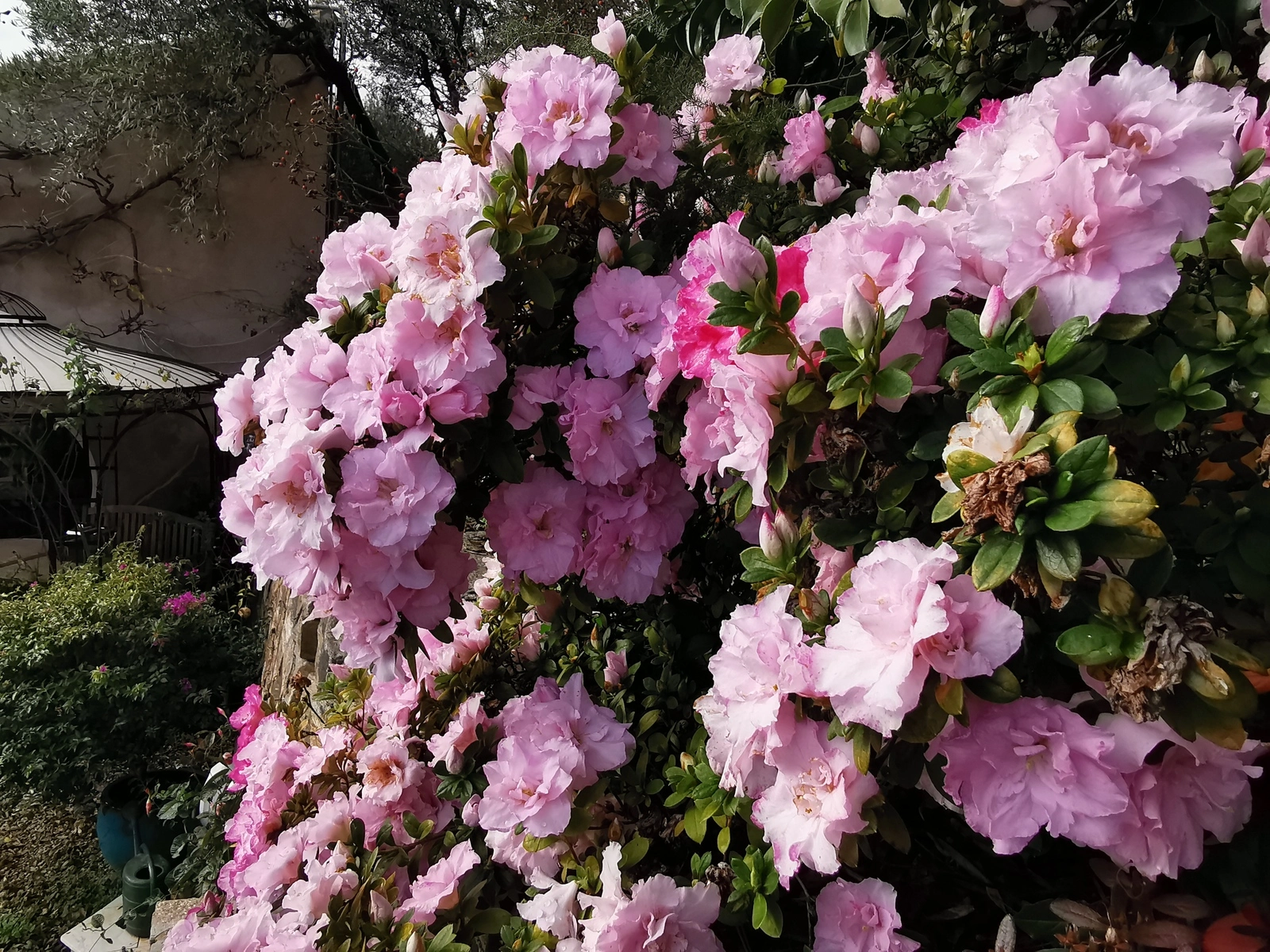 IMG_20201217_134839Azaleen5.webp