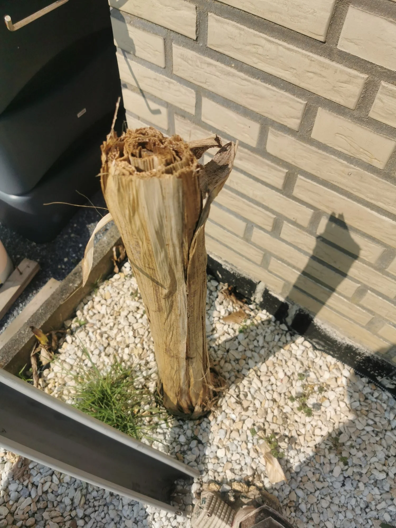 dracaena compacta standort Compacta Dracaena main image 0