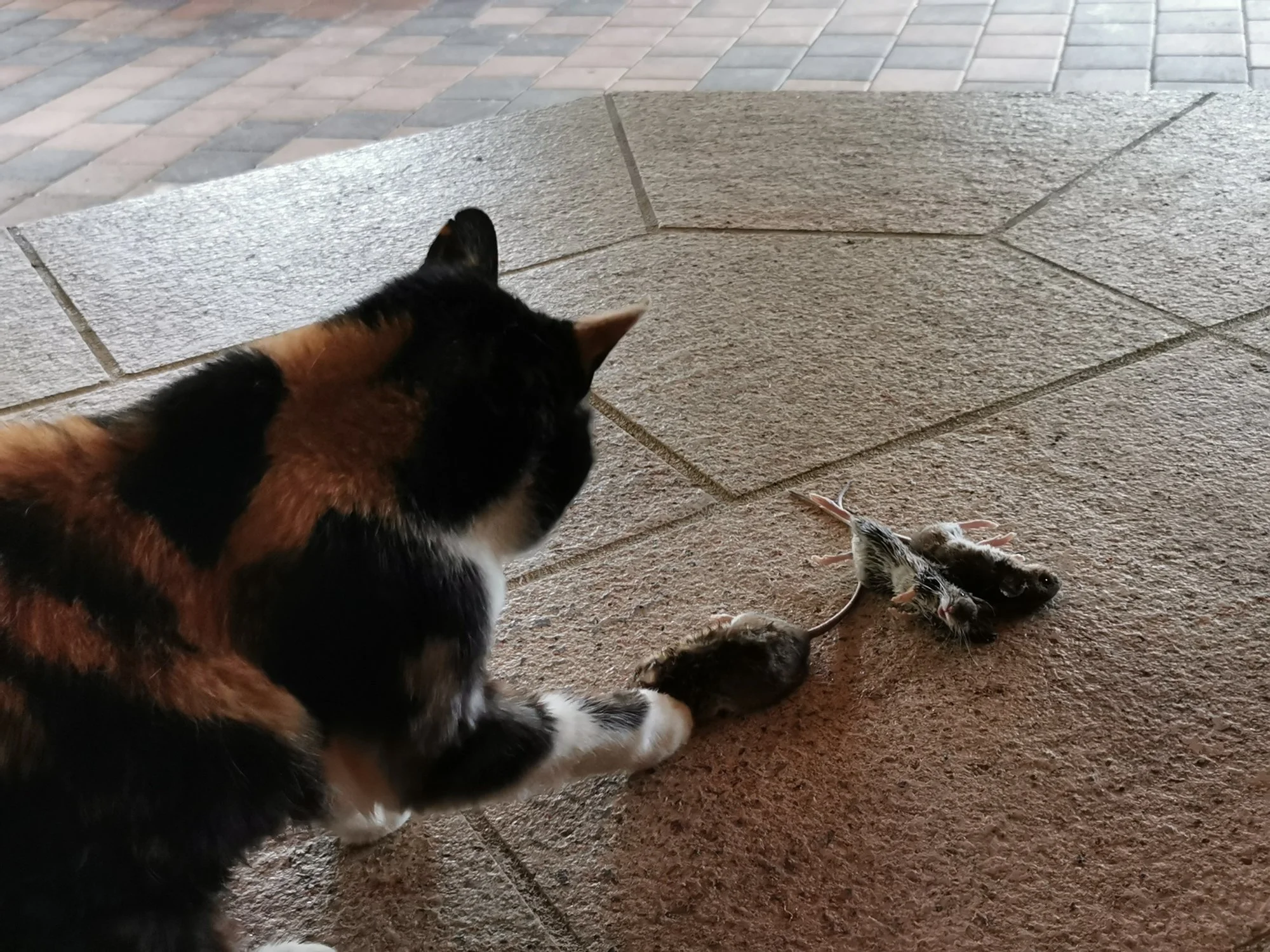 IMG_20210502_082419_1.webp