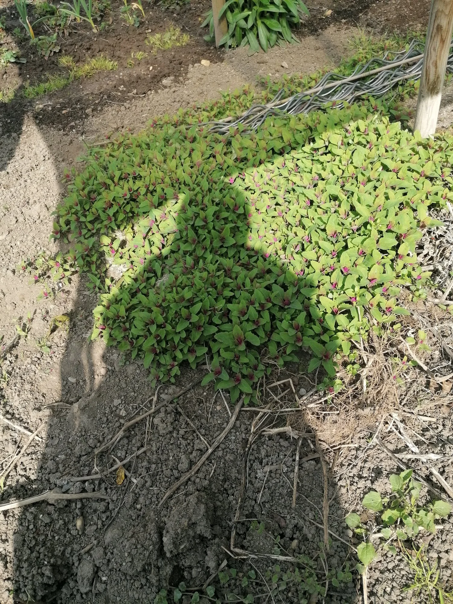 IMG_20210508_101815.webp