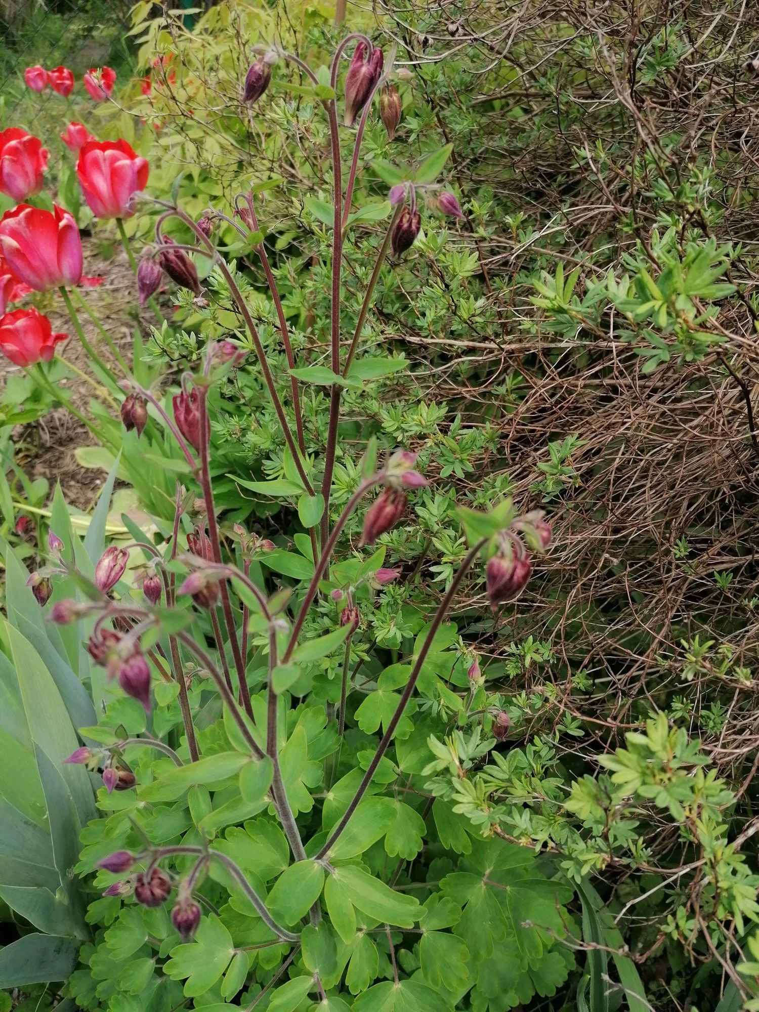 IMG_20210523_123034.webp