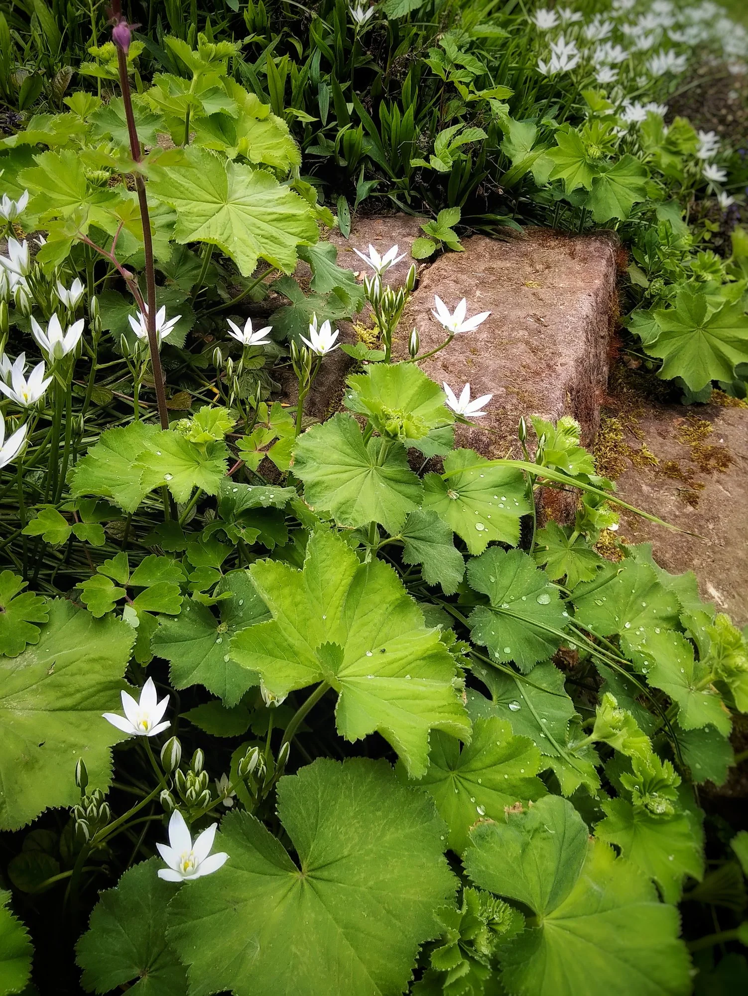 IMG_20210529_1210247-01.jpeg