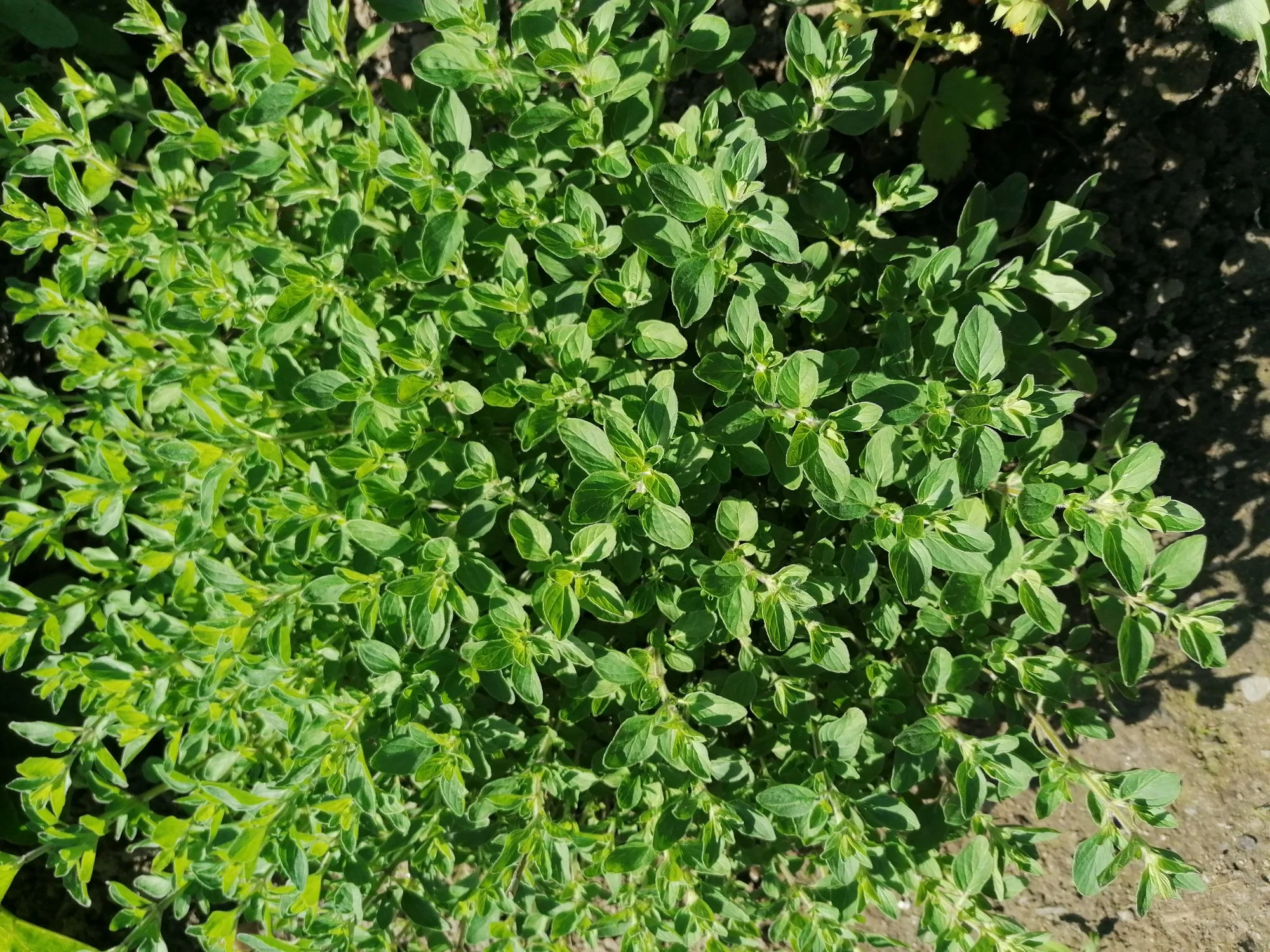 IMG_20210606_102556.webp