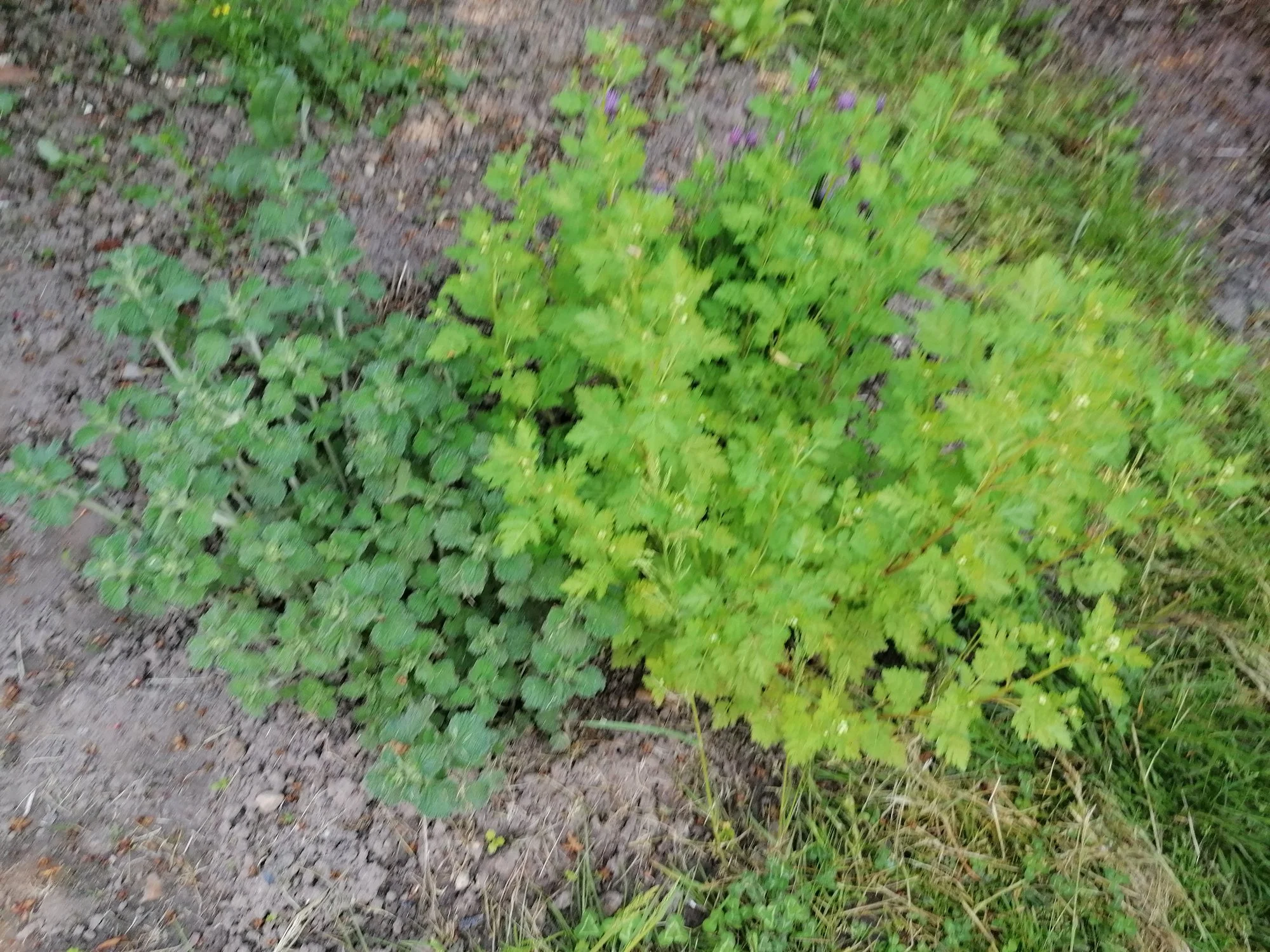 IMG_20210606_102901.webp