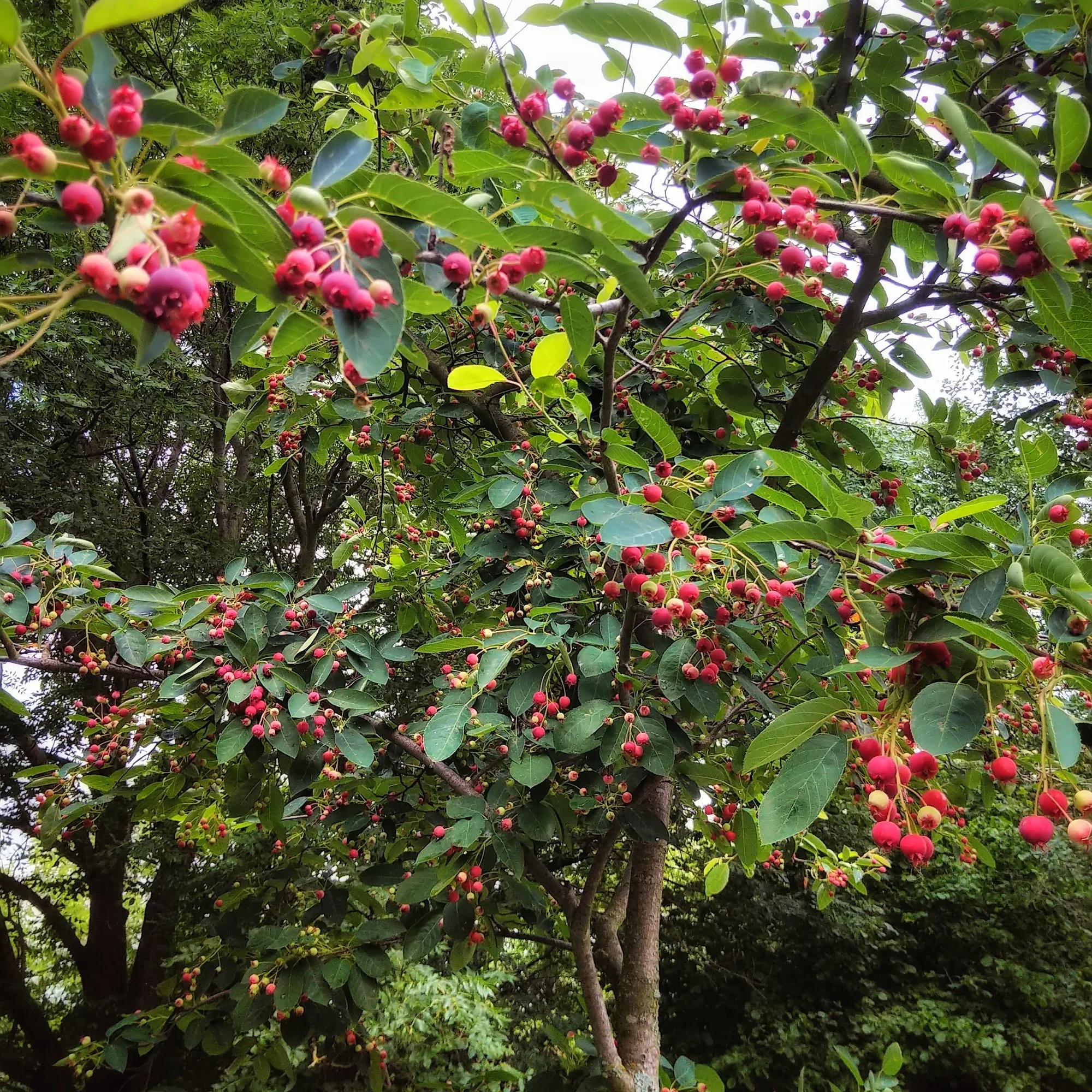IMG_20210625_1322149-01.webp