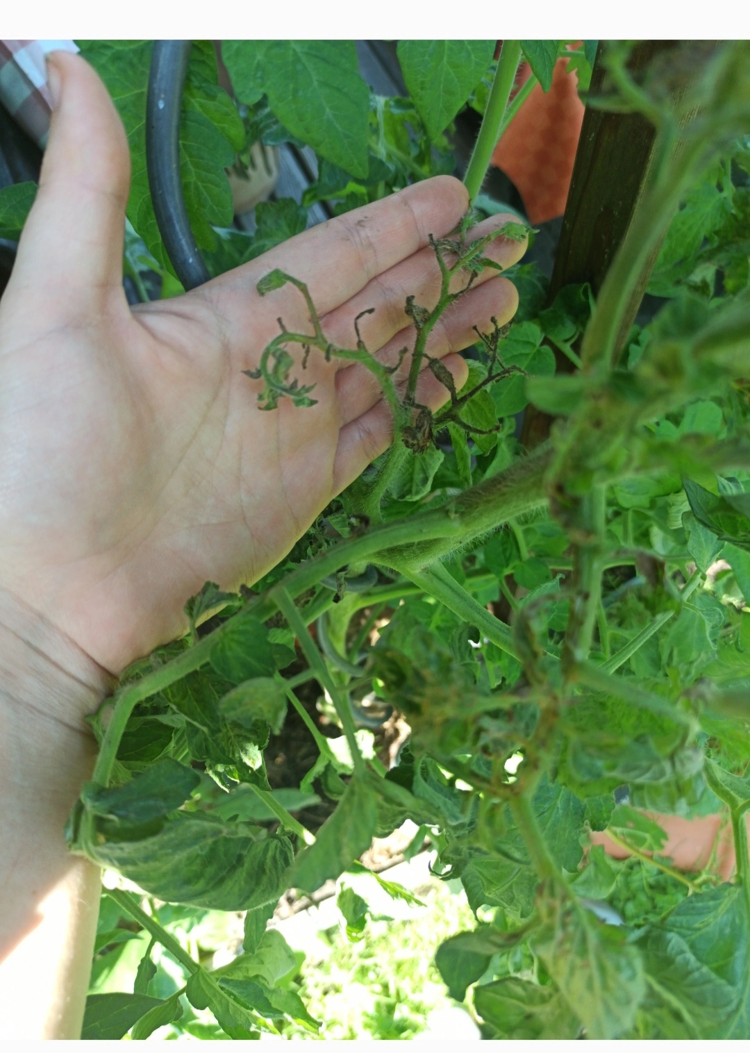 IMG_20210719_135442.webp