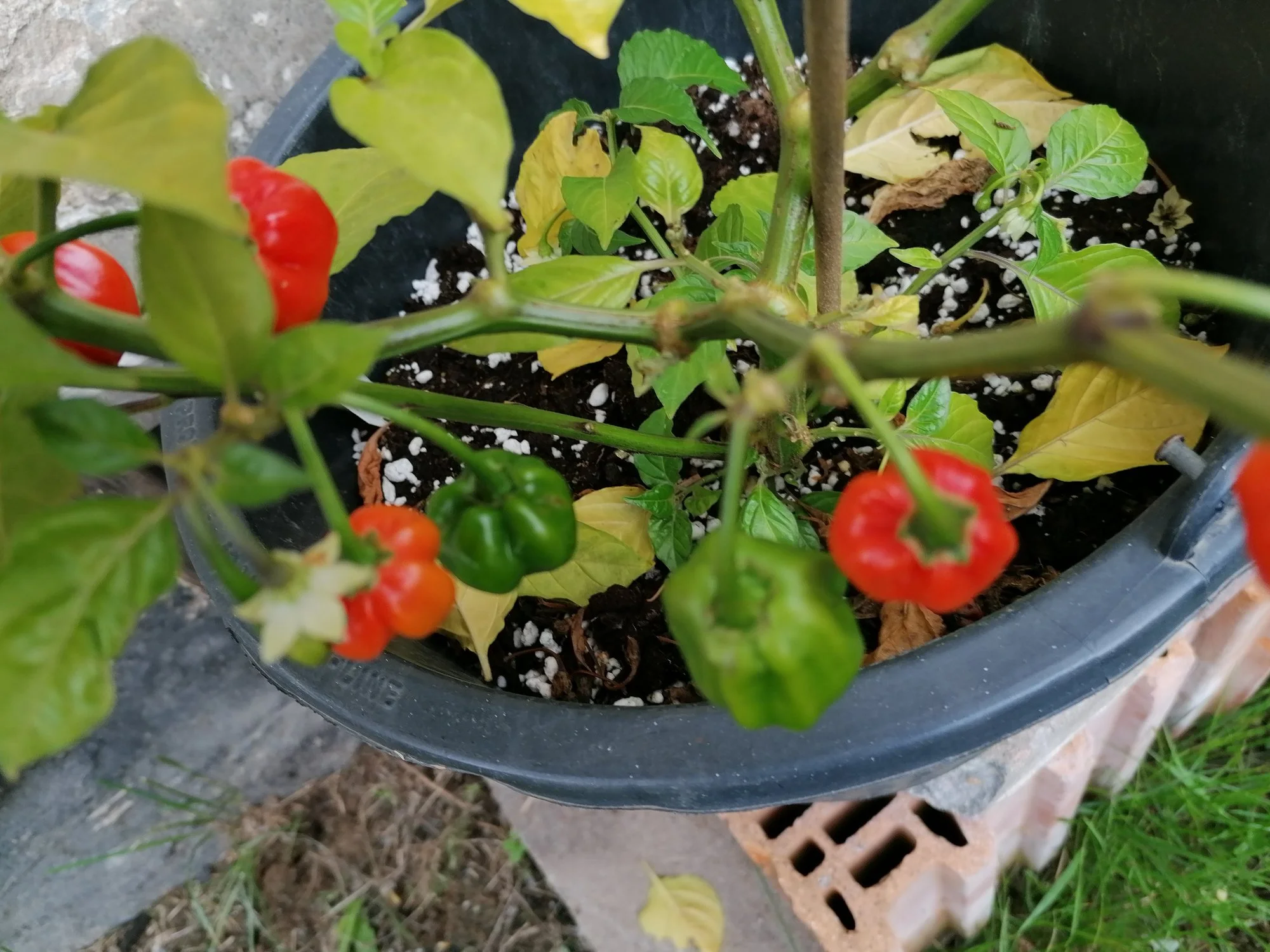 IMG_20210824_153803.webp
