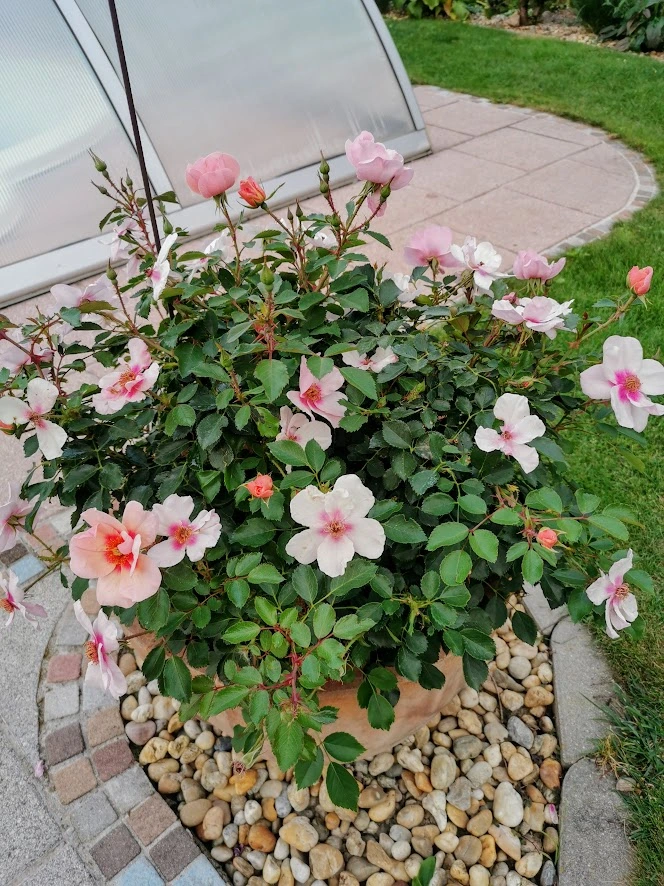 IMG_20210906_185458.webp