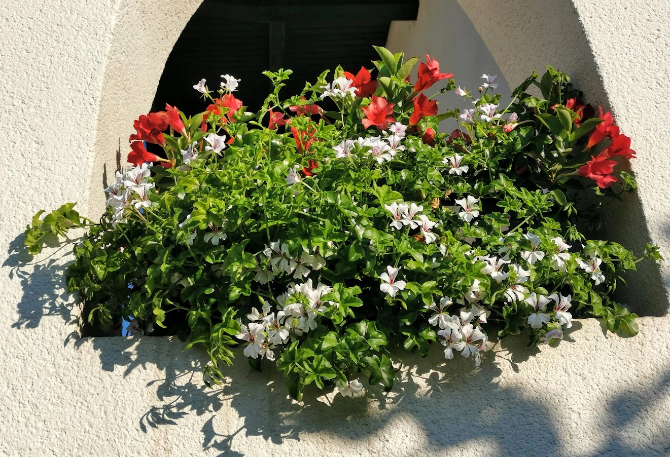 IMG_20210911_081756.webp
