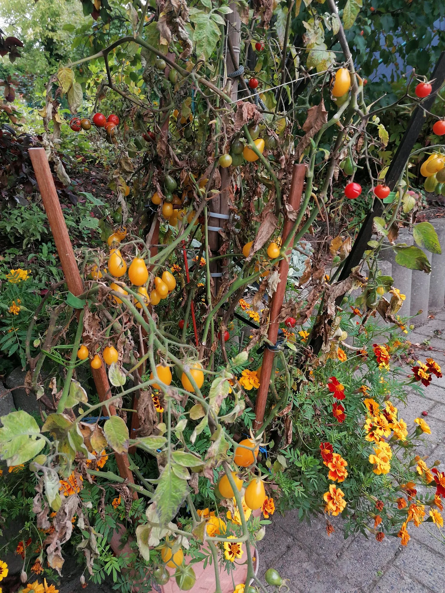 Wann Tomaten Pflanzen raus nehmen?