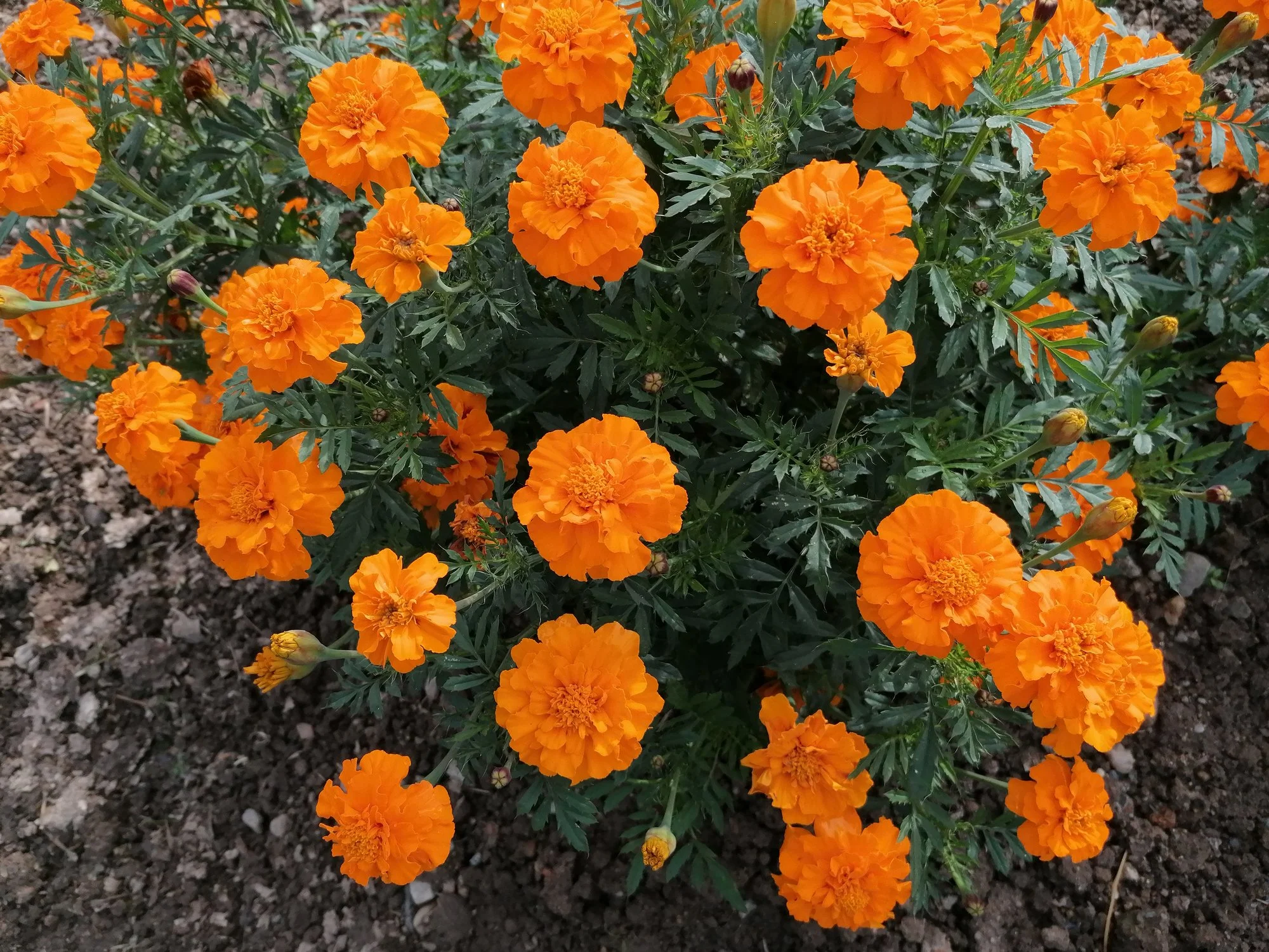 IMG_20210922_154523.webp