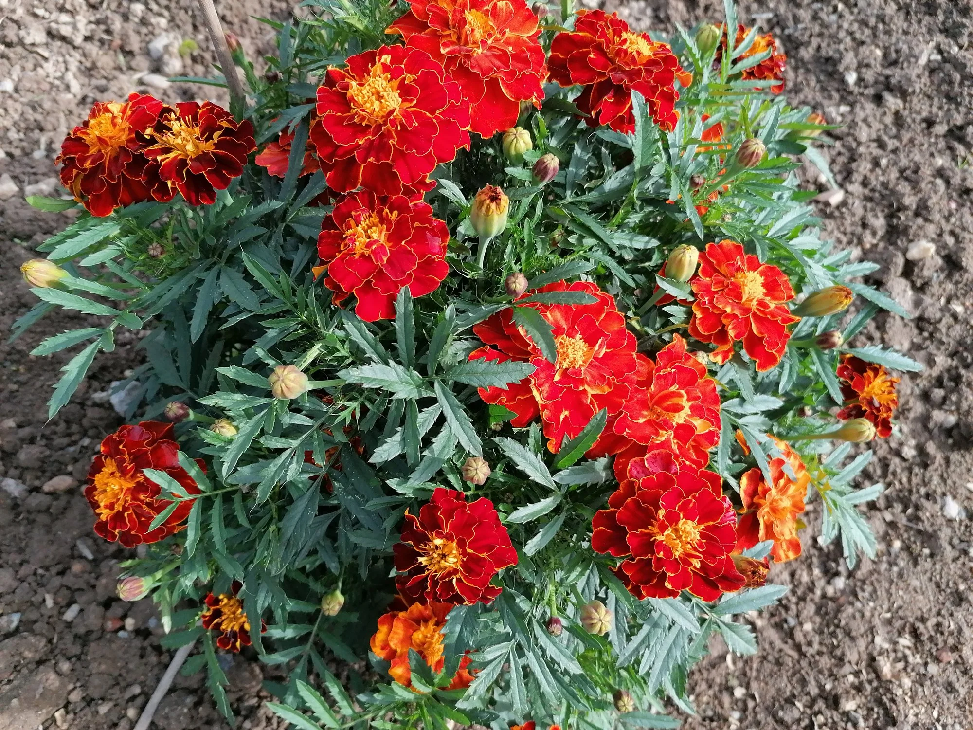 IMG_20210922_154538.webp