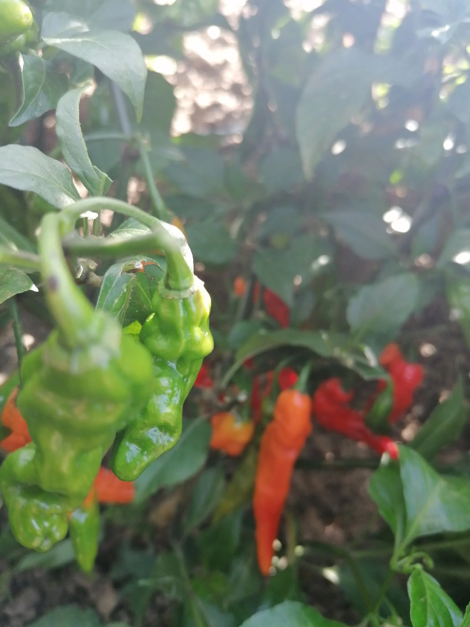 IMG_20211003_111651.webp