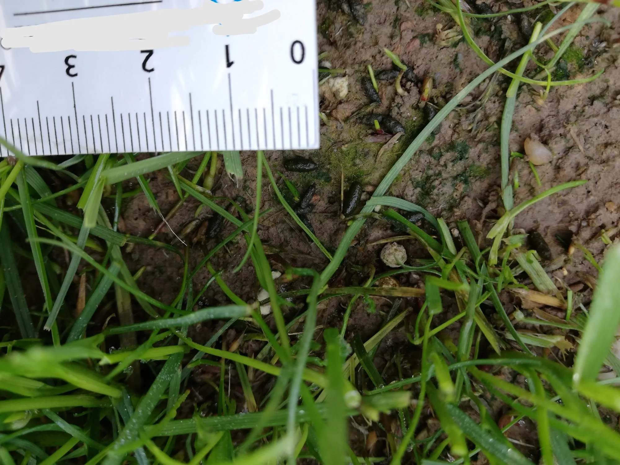 Welcher Schädling auf/unter dem Rasen?