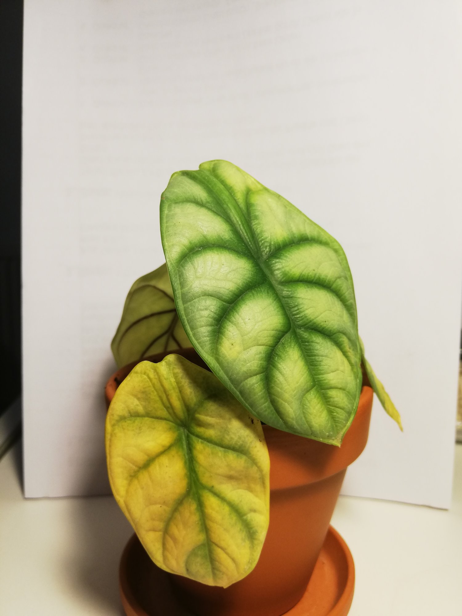 Alocasia silver Dragon Scalegelbe Blätter
