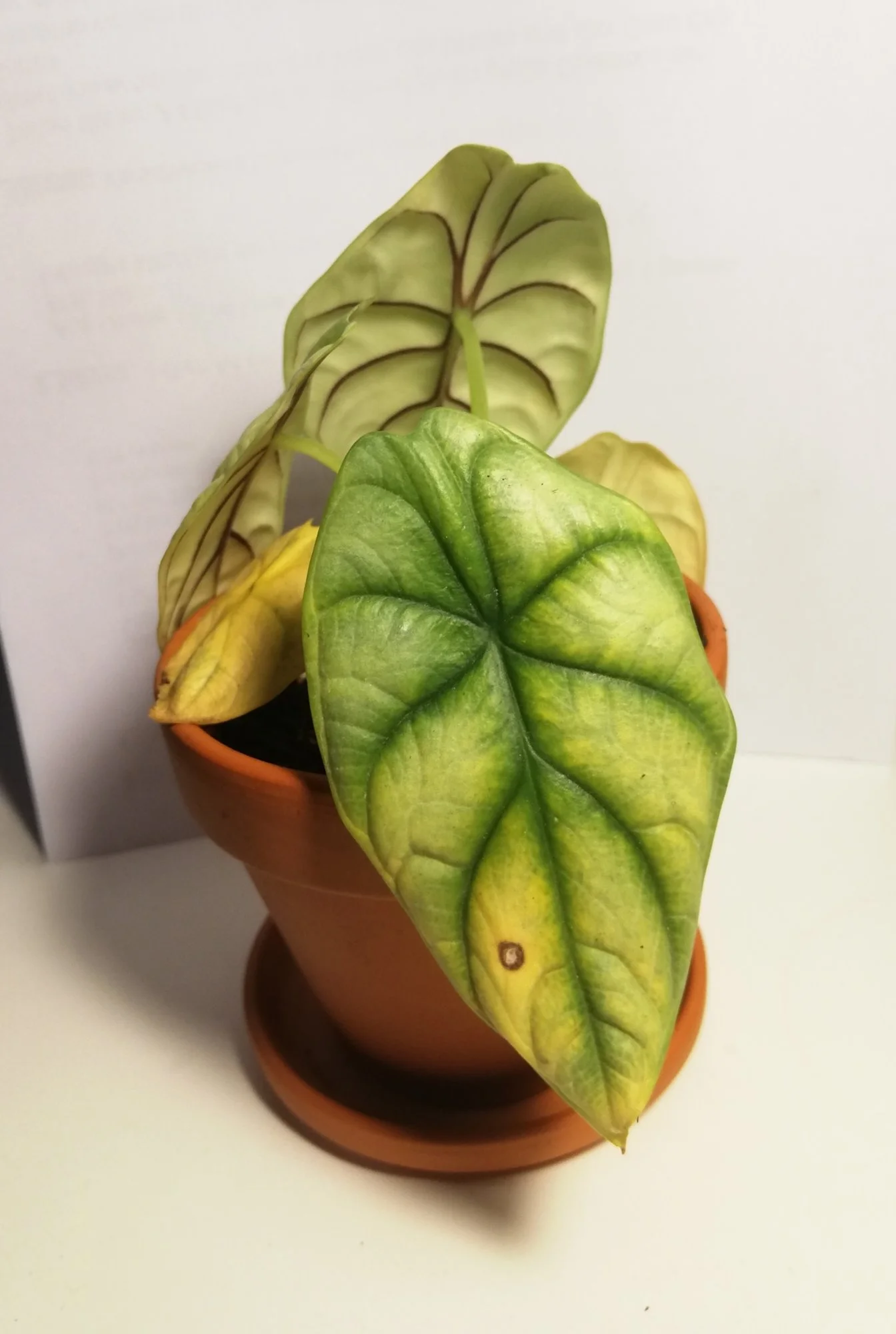 Alocasia silver Dragon Scalegelbe Blätter