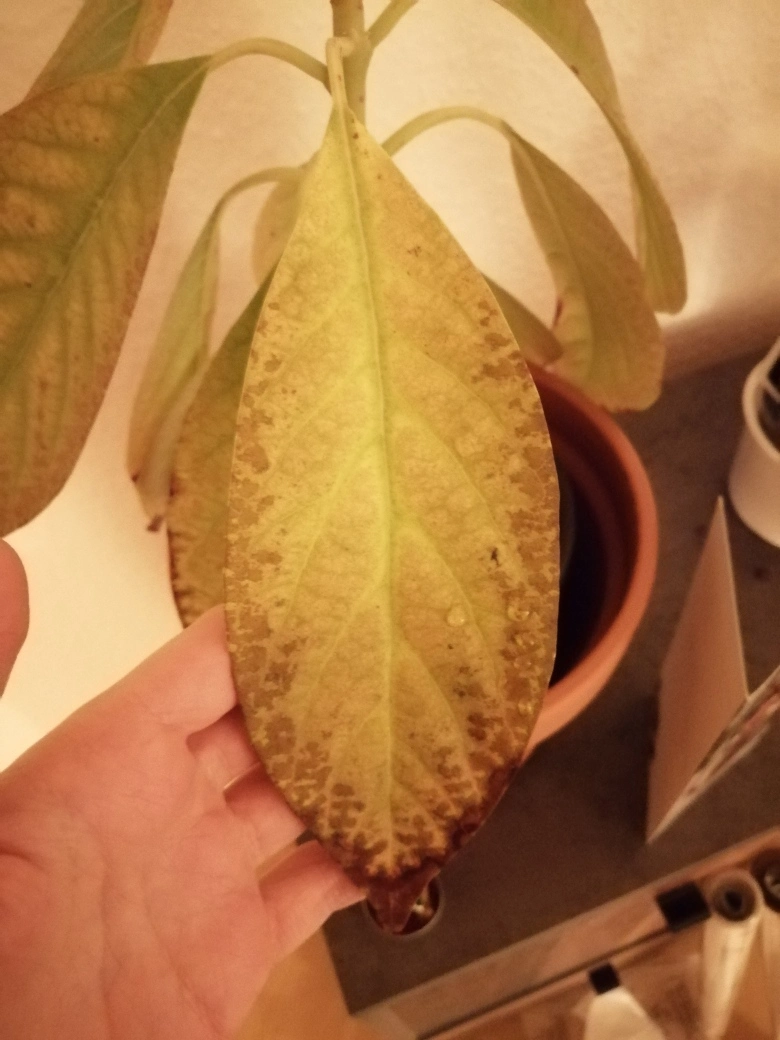 Avocado bekommt gelbe/braune Blätter