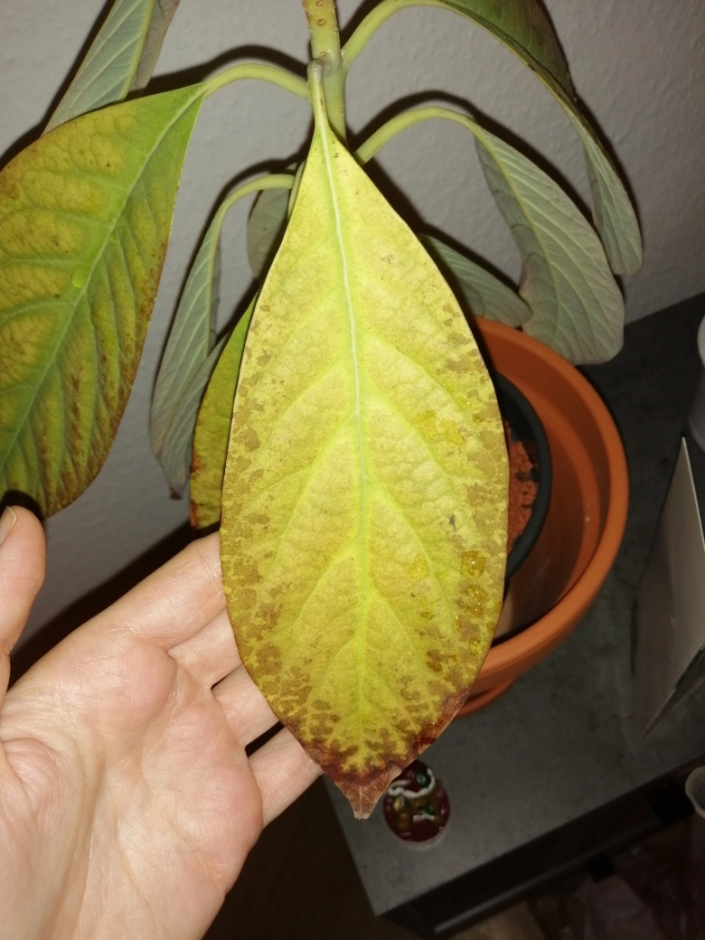 Avocado bekommt gelbe/braune Blätter