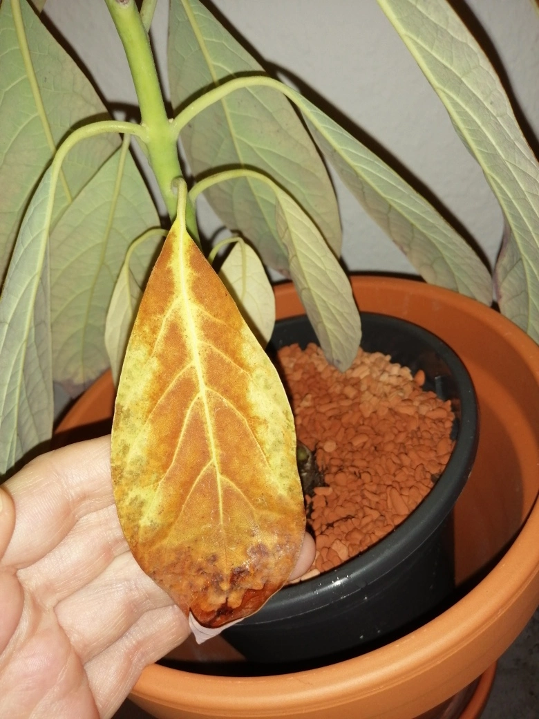 Avocado bekommt gelbe/braune Blätter