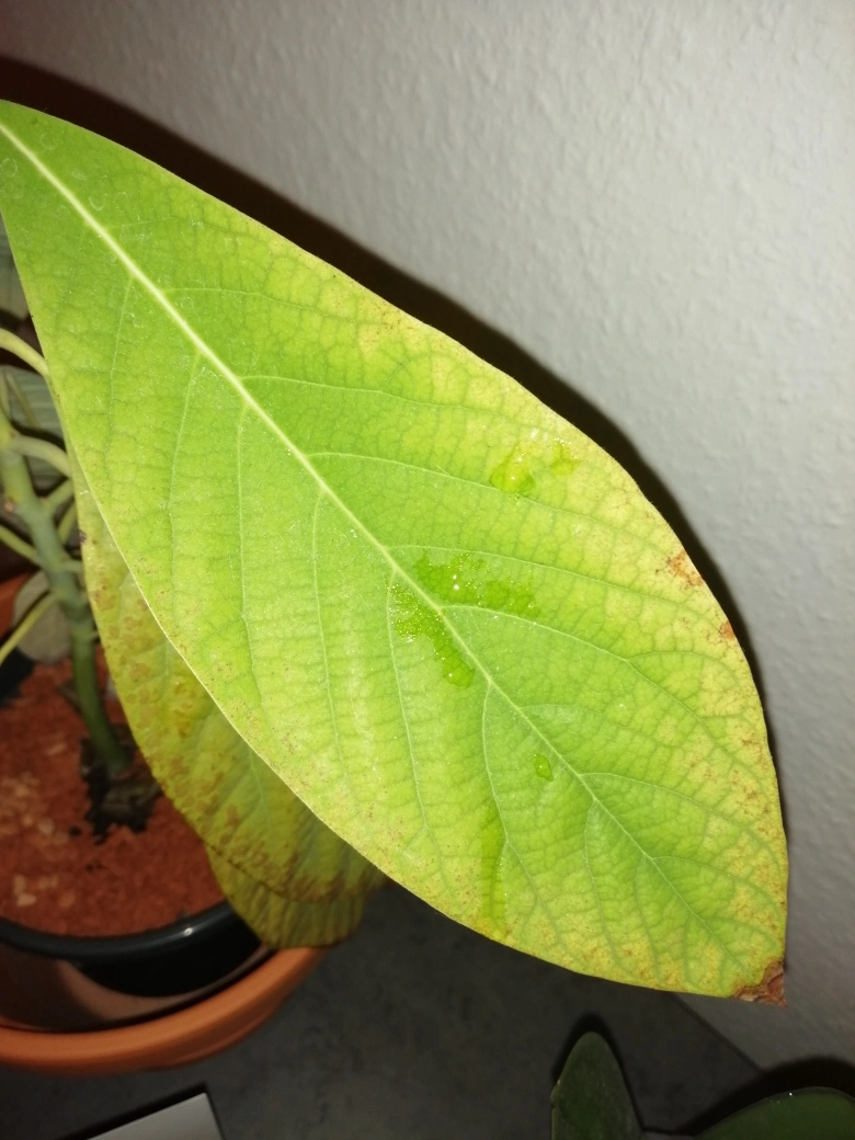 Avocado bekommt gelbe/braune Blätter