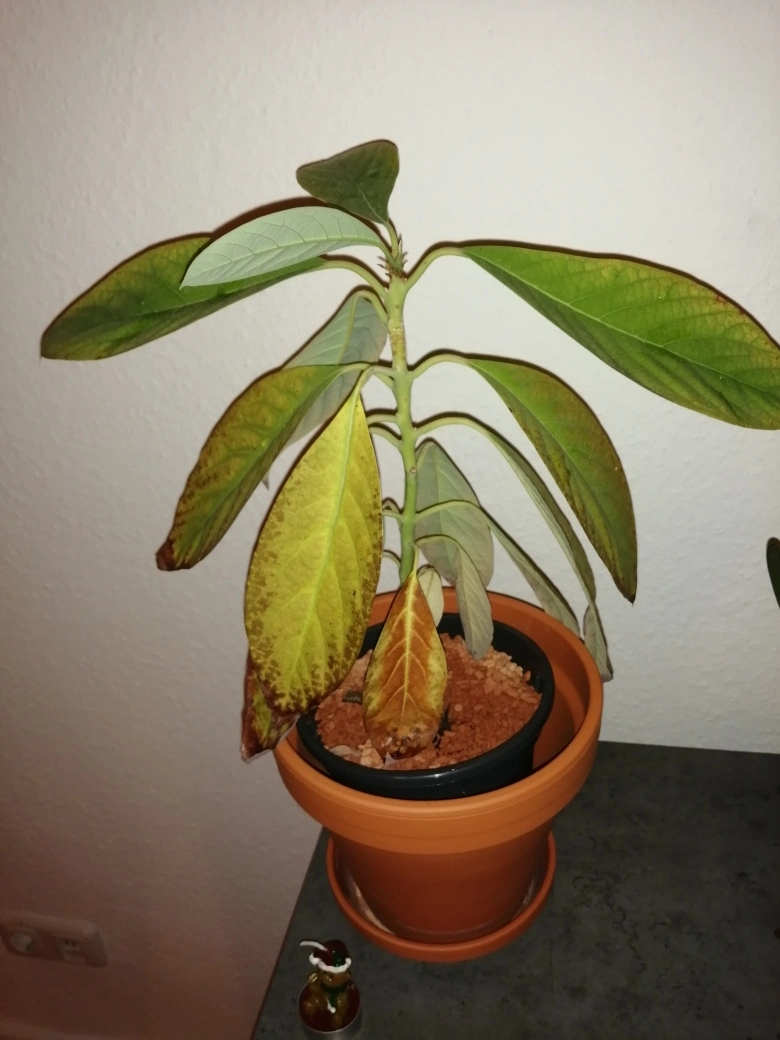 Avocado bekommt gelbe/braune Blätter