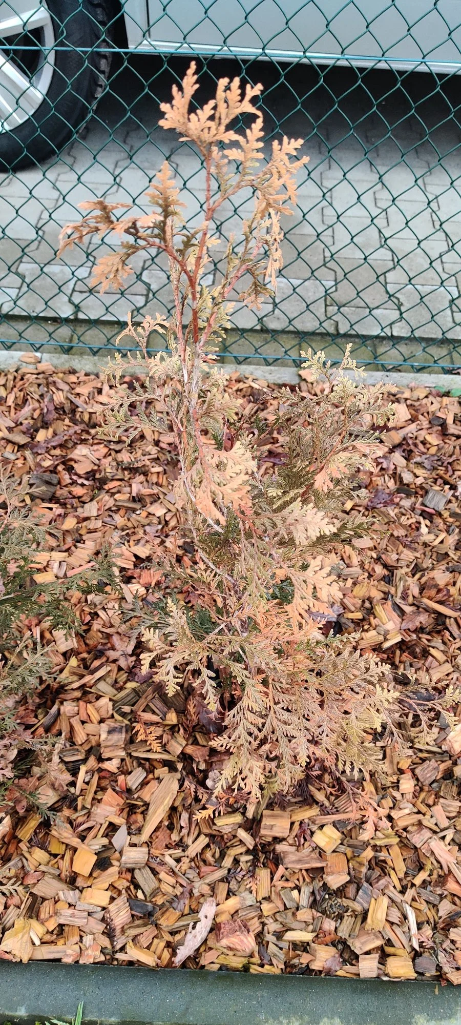 IMG_20220120_120507.webp