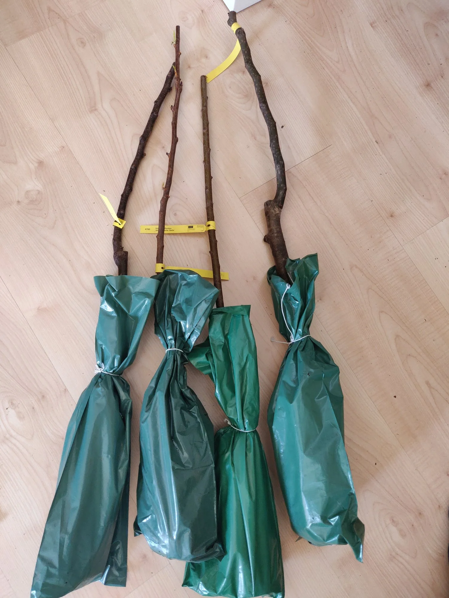 Mein Weg zu vier Säulenobstbäumen für meinen Balkon