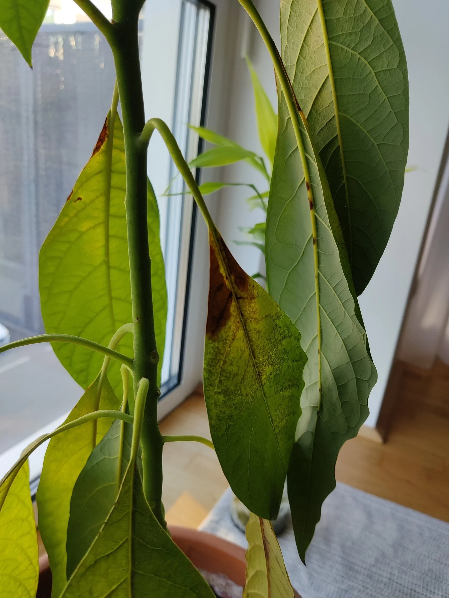 Avocado Blätter werden Braun und fallen ab