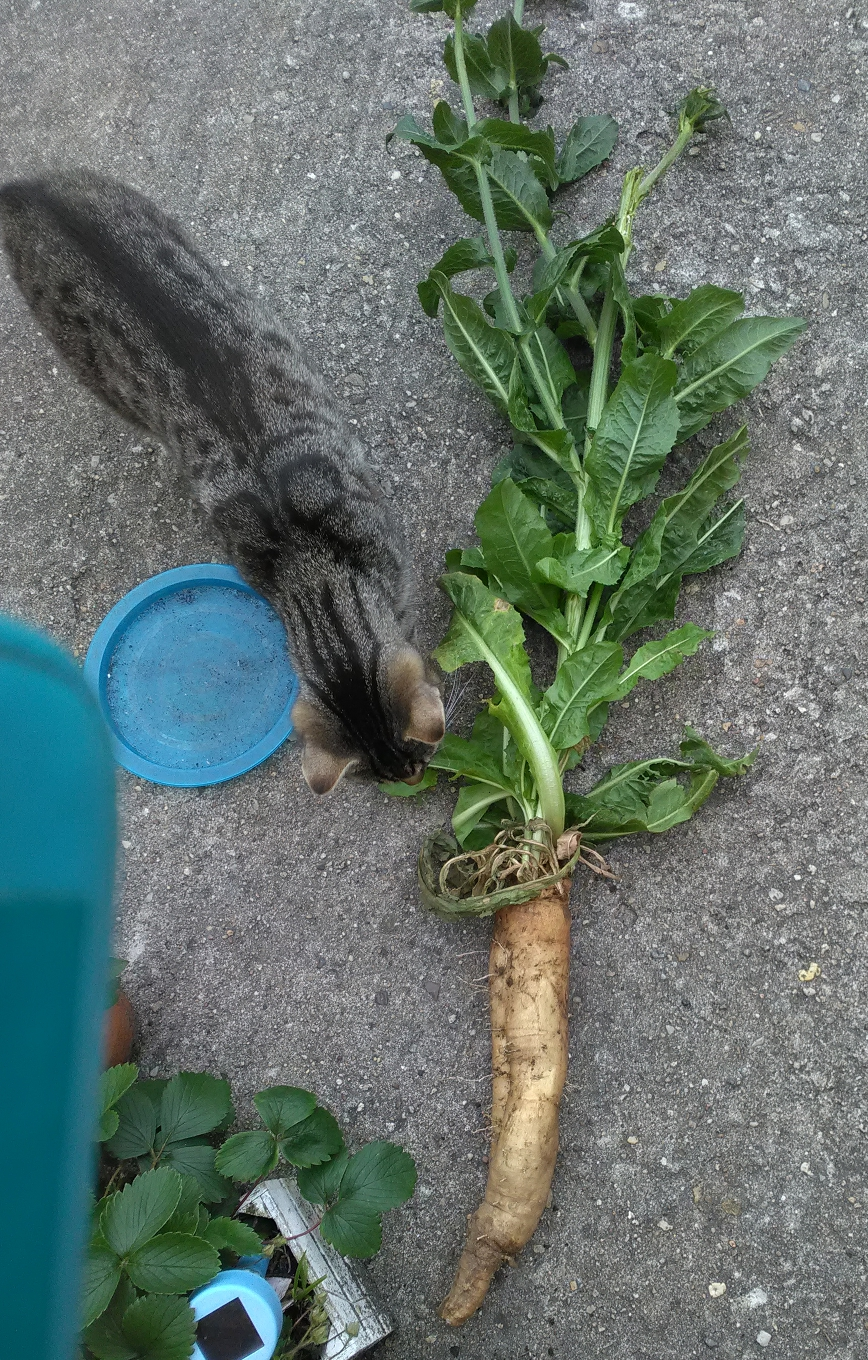 IMG_20220608_085726.jpg IMG_20220608_085726.jpg