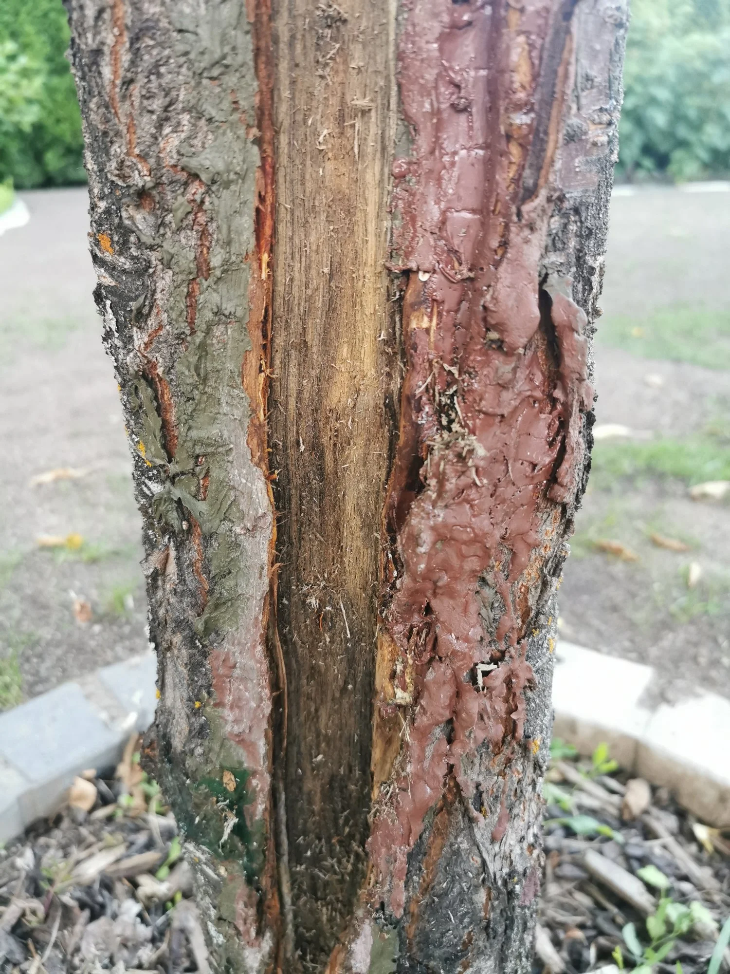 Kirschbaum ist feucht unter der Rinde - fault er? - Hausgarten.net