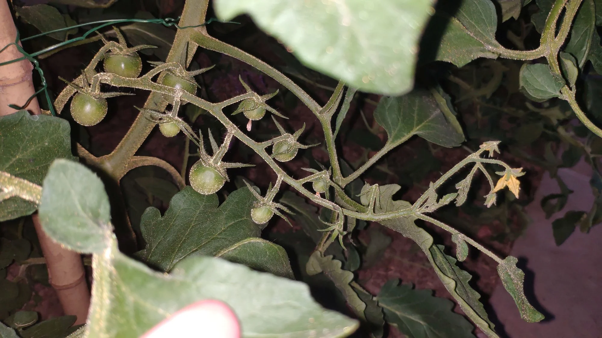 IMG_20220615_214053.webp