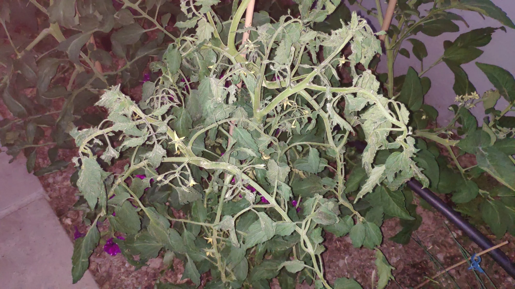 IMG_20220615_214221.webp