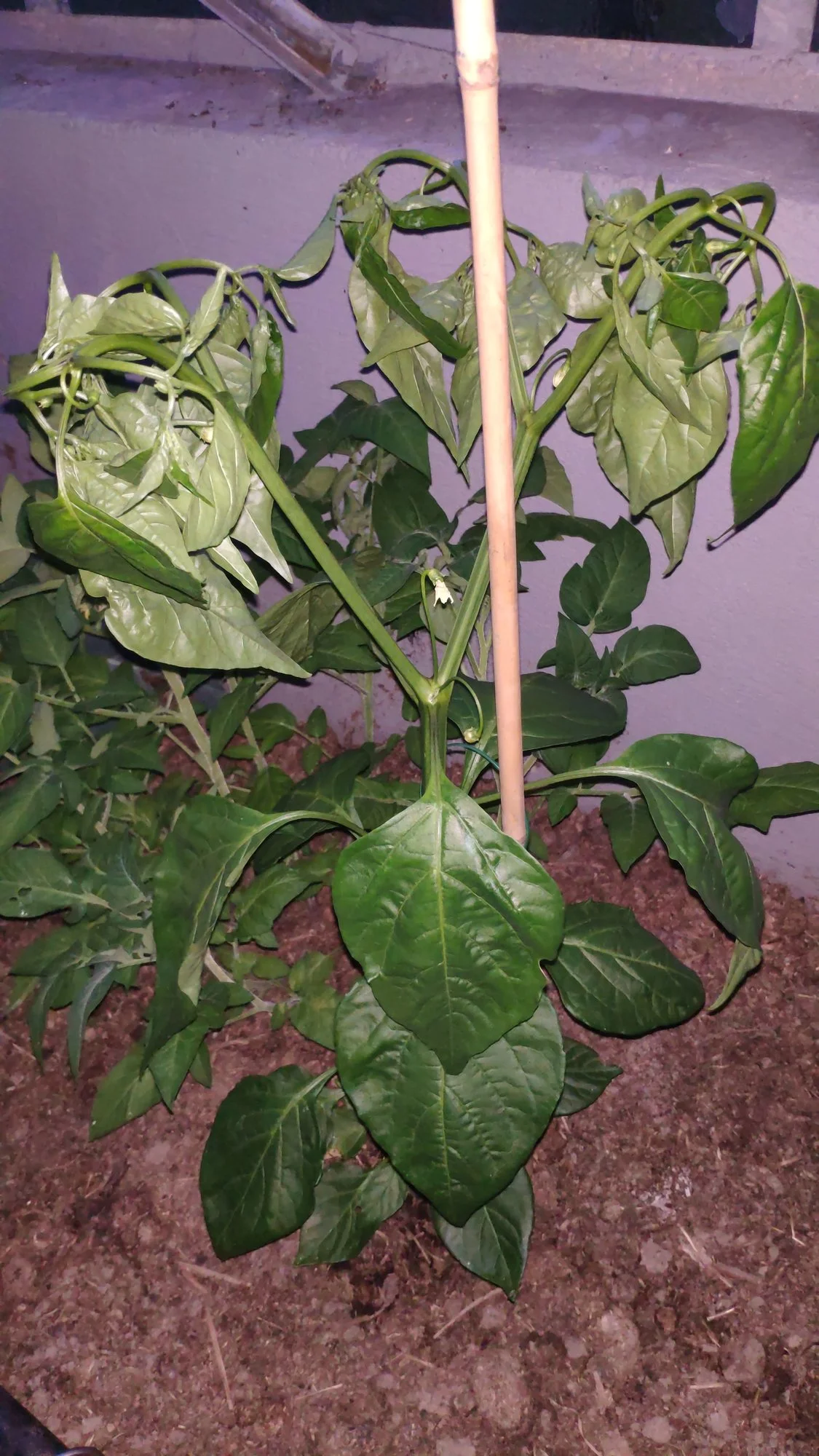 IMG_20220615_214355.webp