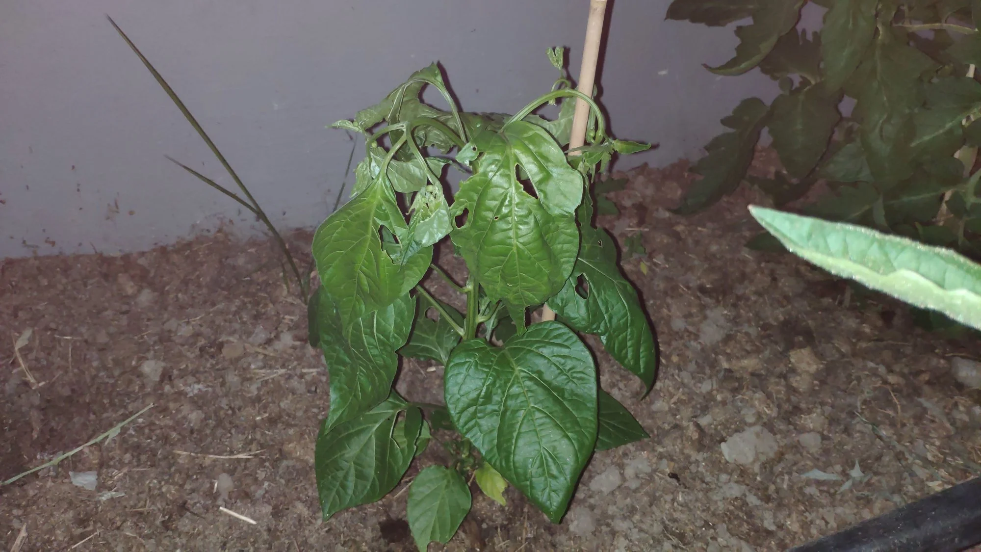 IMG_20220615_214437.webp
