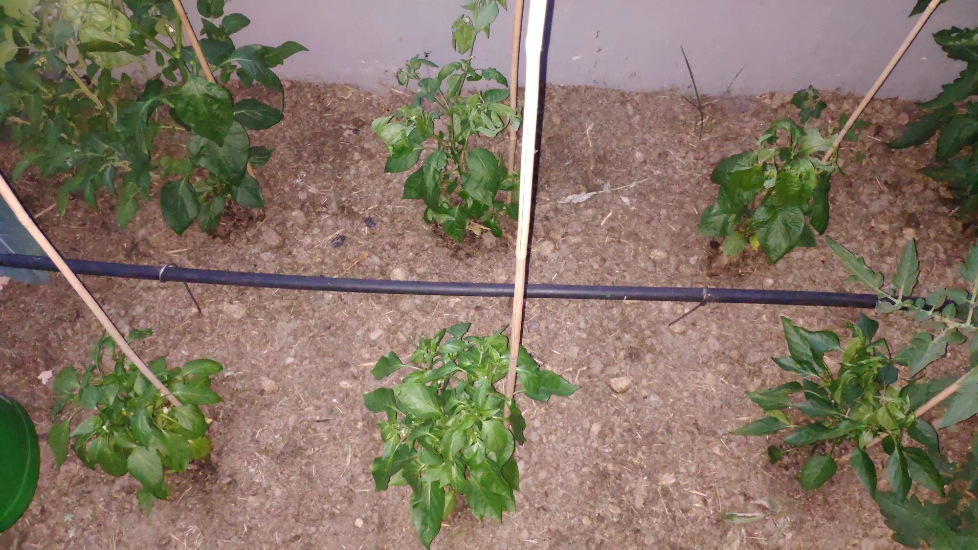 IMG_20220615_214618.webp
