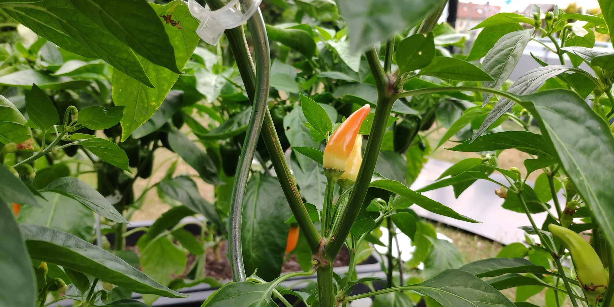 IMG_20220628_191924_1.webp