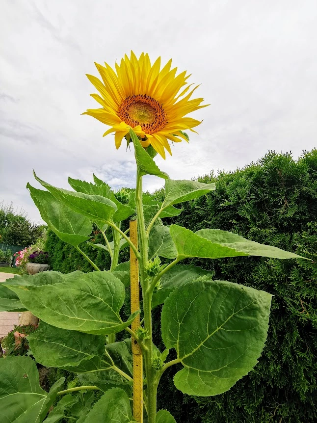 IMG_20220704_101256.webp