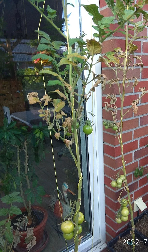 IMG_20220722_200000.webp