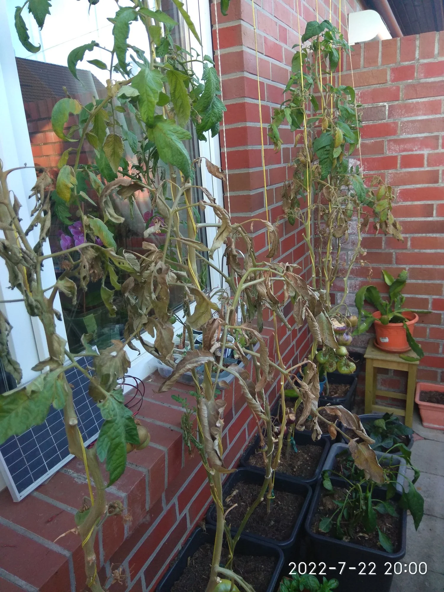 IMG_20220722_200020.webp
