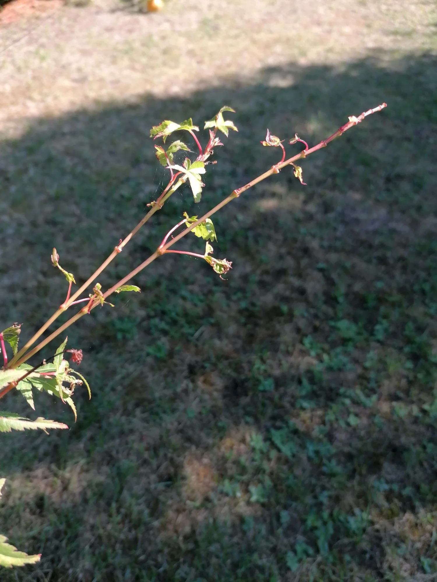 IMG_20220822_102817.webp