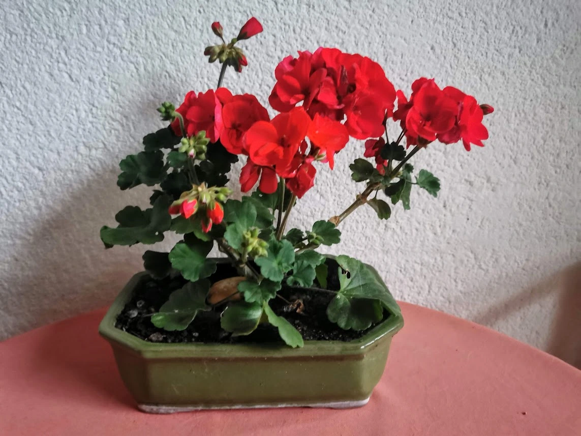 IMG_20221103_163052.webp