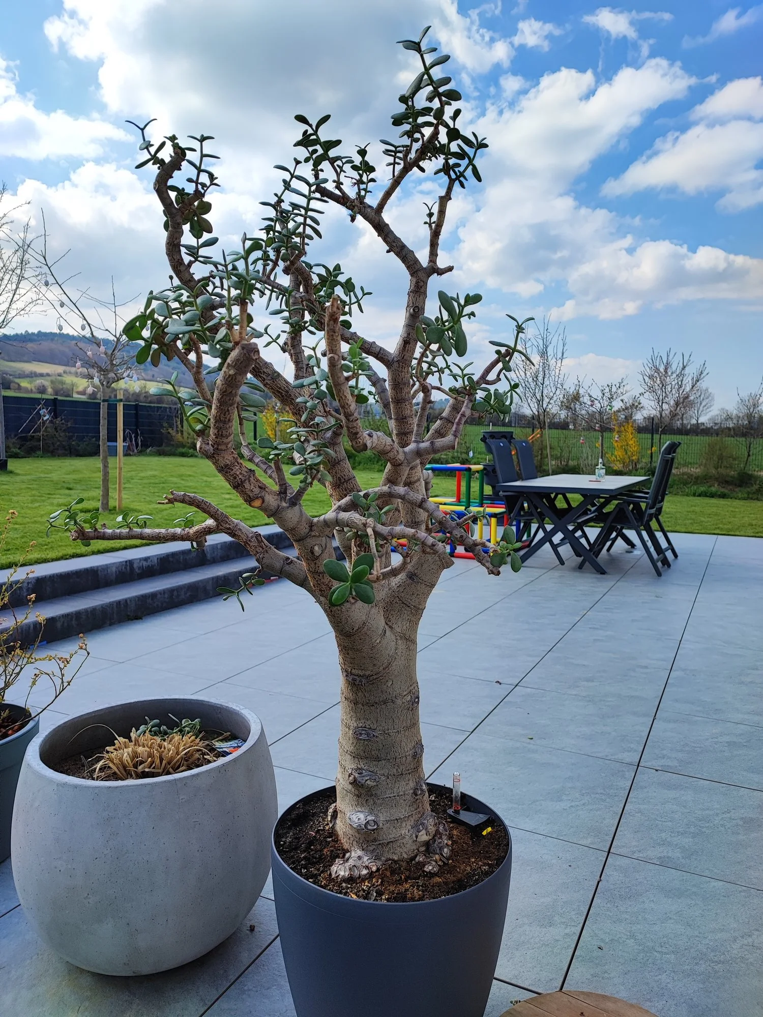 Großer Geldbaum Ast fault kann man ihn noch retten?