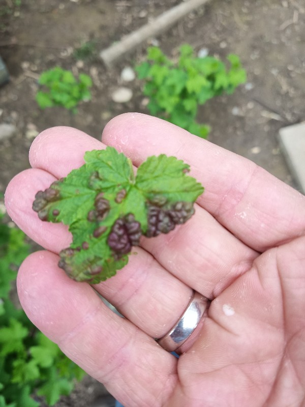 Stachelbeeren - ist das Septoriasis? - Hausgarten.net