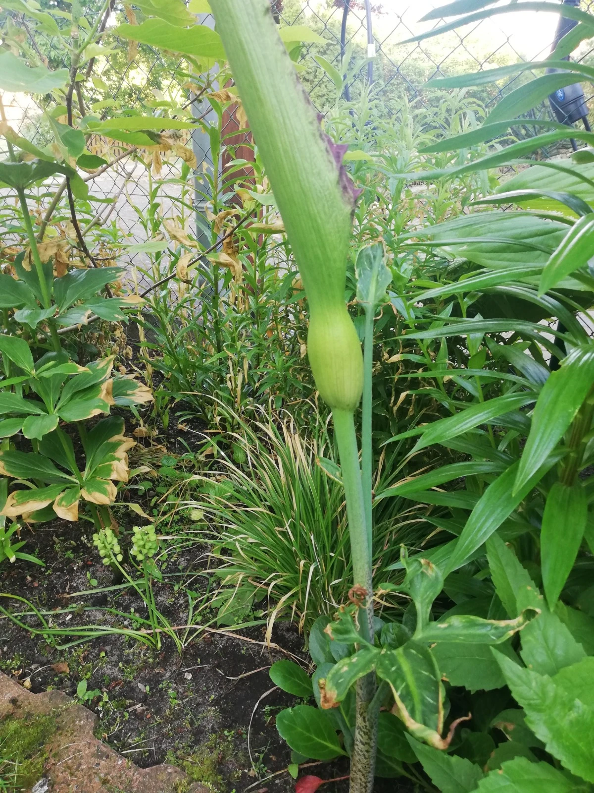 Gelöst Wie heißt diese Pflanze? Gemeiner Drachenwurz