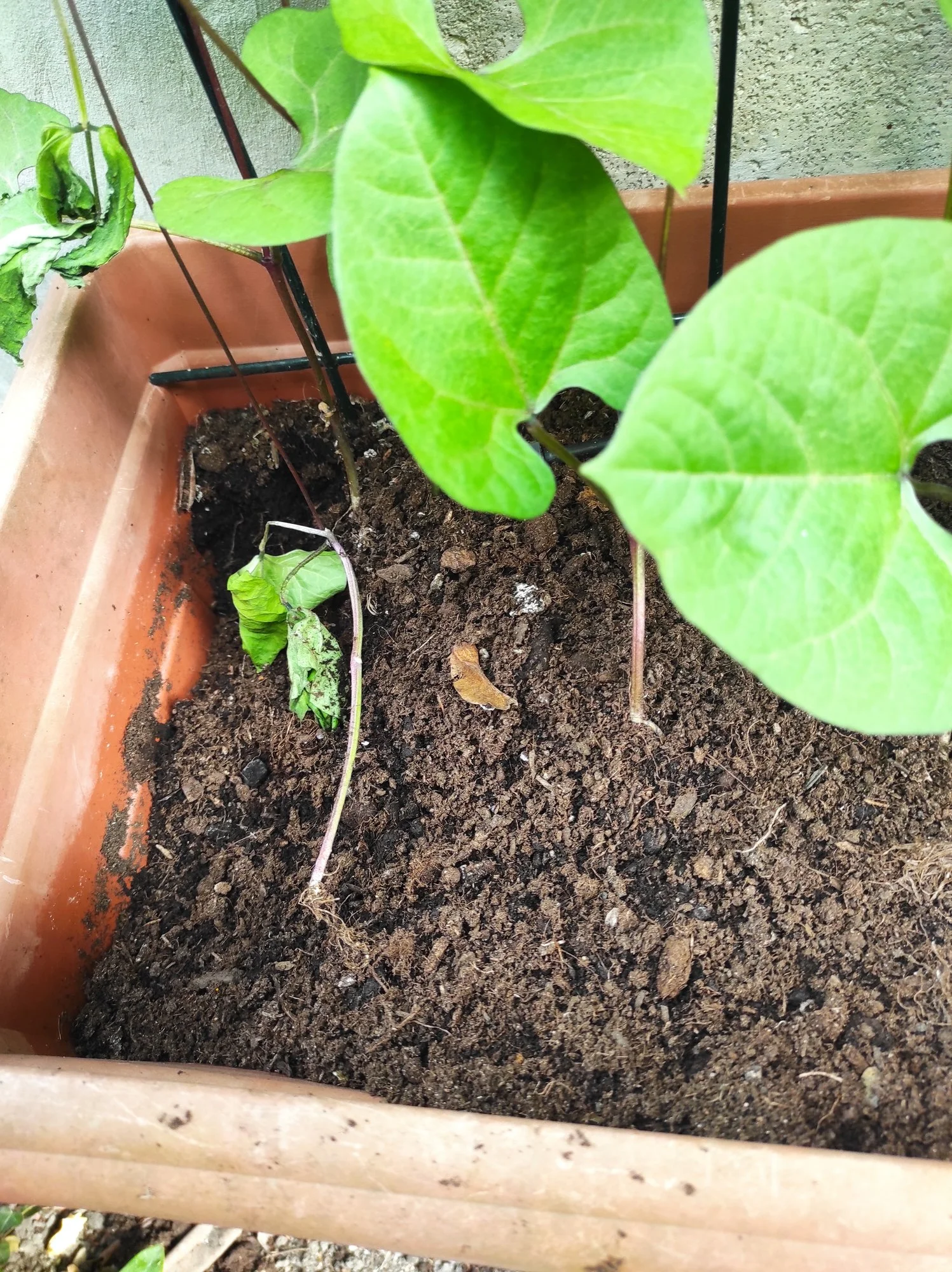 Wer gräbt in meinem Garten Bohnen aus?