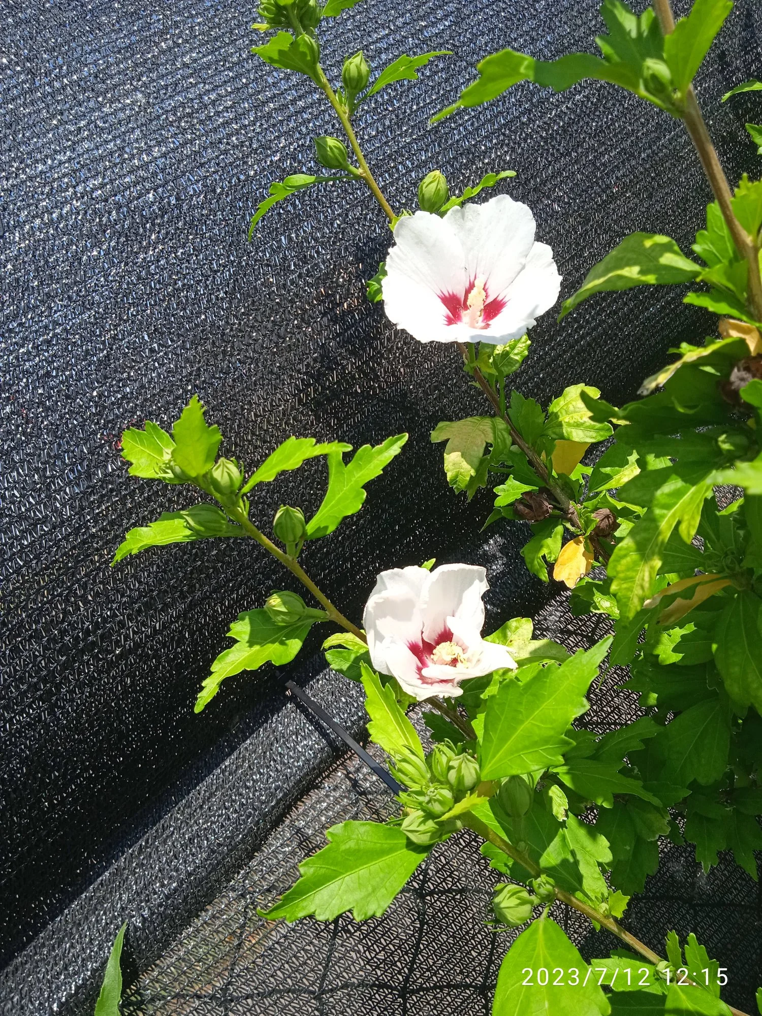 IMG_20230712_121545.webp