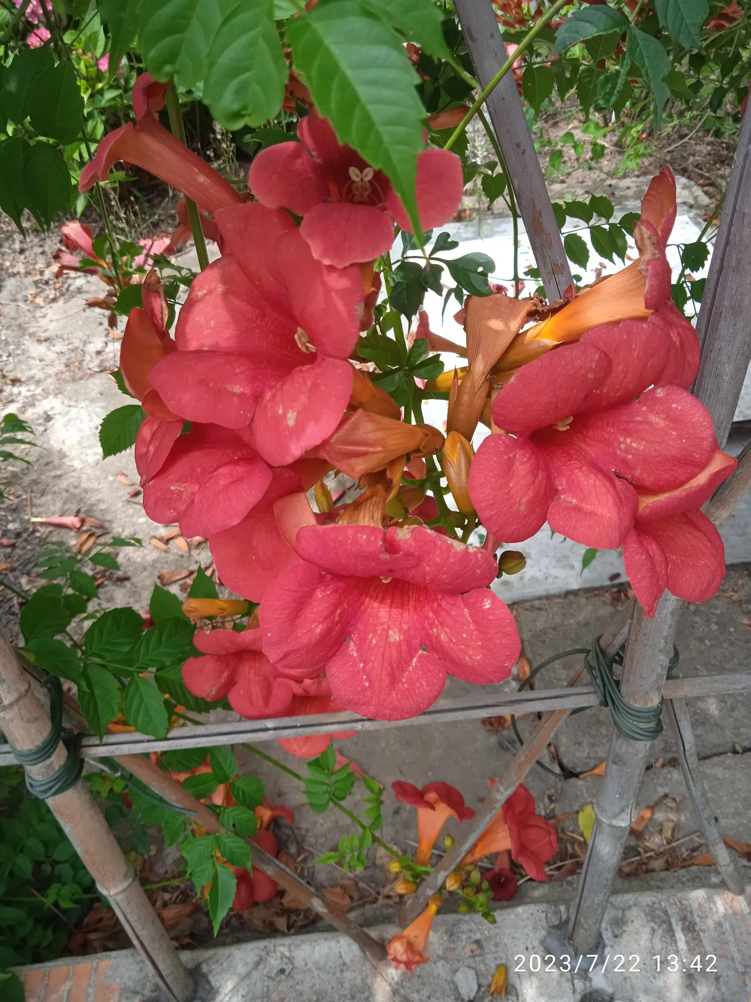 IMG_20230722_134231.webp