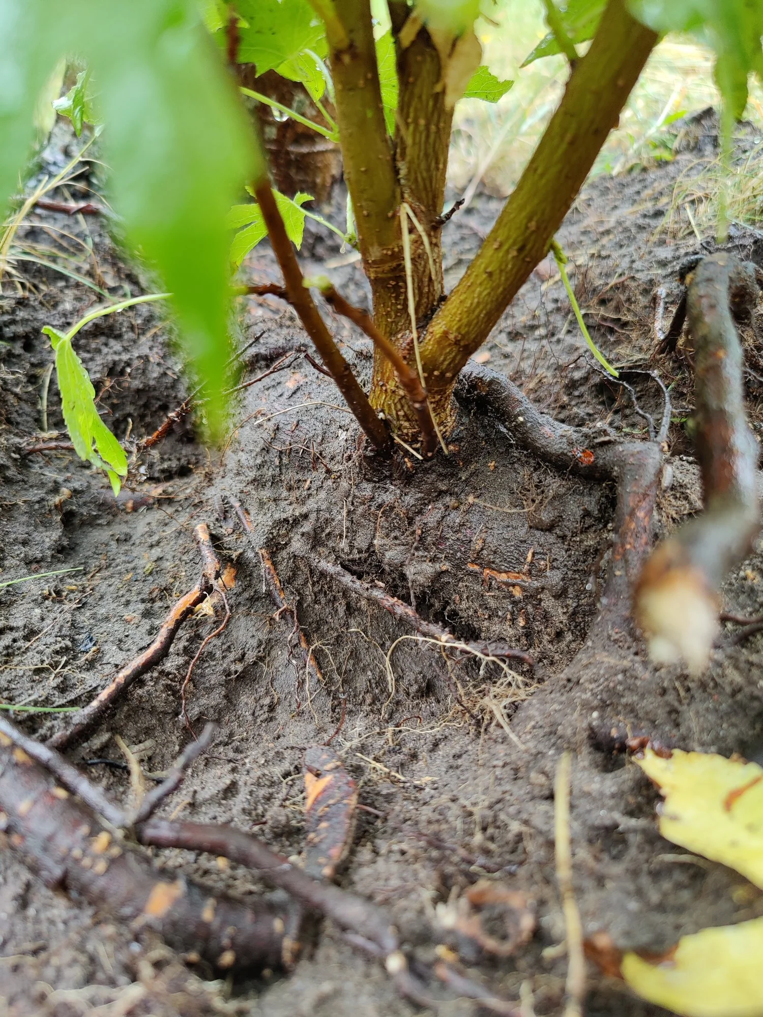 Amerikanischer Amberbaum Wurzeltrieb entfernen und einpflanzen